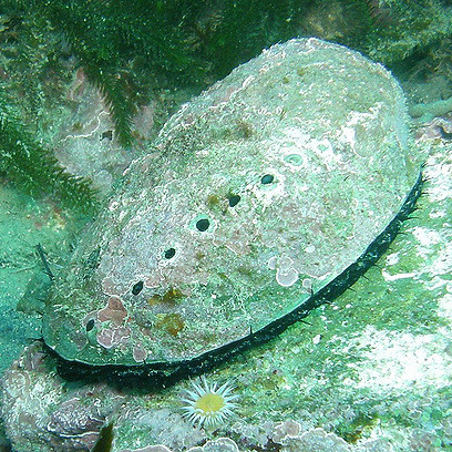 Muszla Paua pochodzi z niepozornie wyglądającego mięczaka - uchowca 
